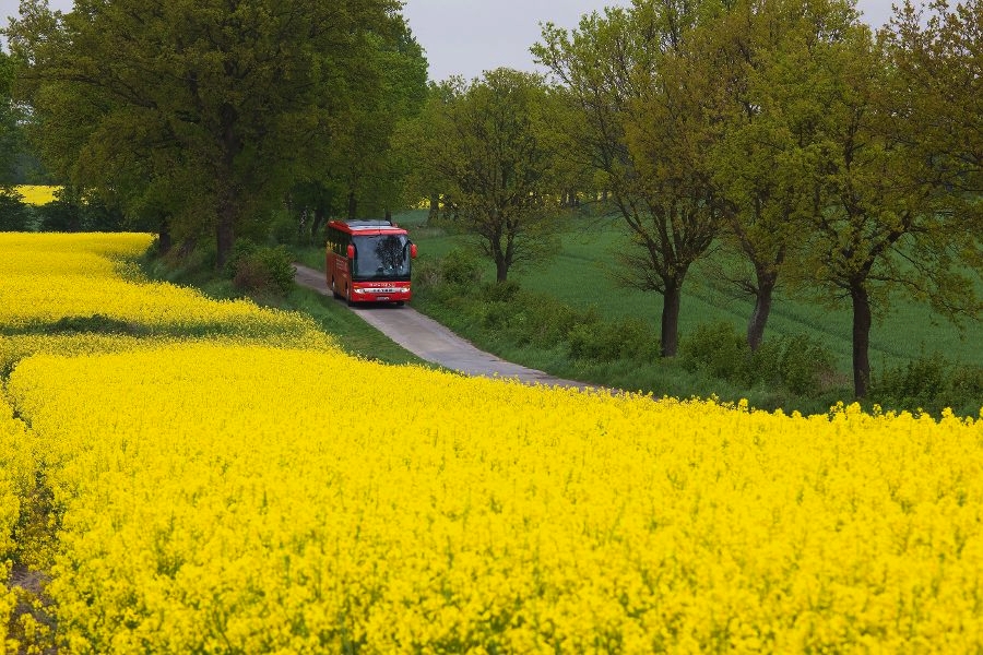 Reisering Hamburg, Bus im Raps von Schleswig-Holstein, 2009| [copyright  (c) Cordula Kropke , Veroeffentlichung nur gegen Honorar , Belegexemplar , ges. MwSt und entsprechend den FreeLens AGB an / royalties to:  Cordula Kropke Rothestr. 66  D-22765 Hamburg  ph. ++49 40 450 03 06 email: cordula.kropke@web.de Bank: Hamburger Sparkasse BLZ 200 505 50 kto. 120 64 92 355 IBAN: DE96 2005 0550 1206 4923 55 BIC: HASPDEHHXXX